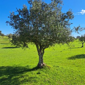 Grown-Up - Olive Tree Sponsor Club Annual Member Plan