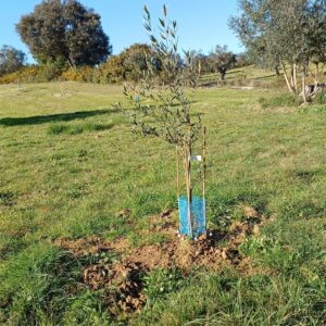 Youngster - Olive Tree Sponsor Club Annual Member Plan